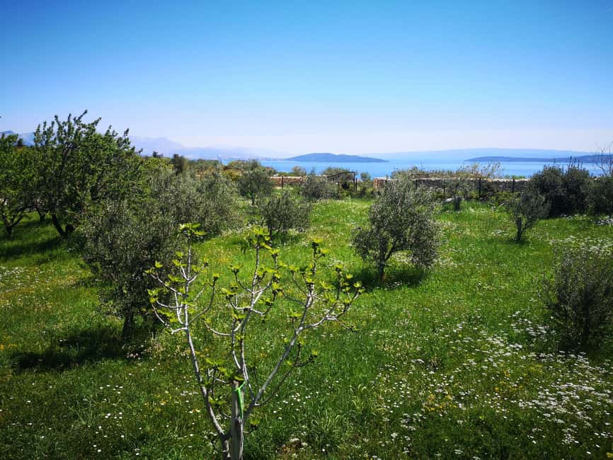 Kastela: Wine & Olive Tasting Tour w/Delicacies & Live Music - Reaching the estate from Trogir, Split Airport, or by car