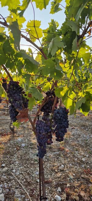 Kastela: Wine & Olive Tasting Tour w/Delicacies & Live Music - Who will enjoy this farm visit most?