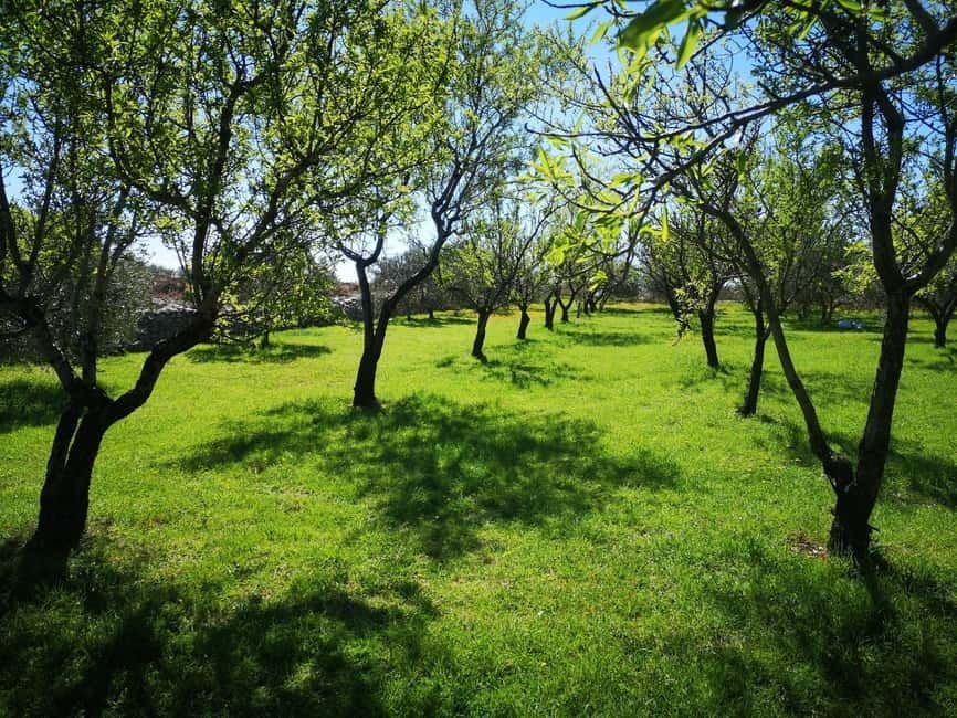 Kastela: Wine & Olive Tasting Tour w/Delicacies & Live Music - Walking through Bijaći’s orchards and vineyards