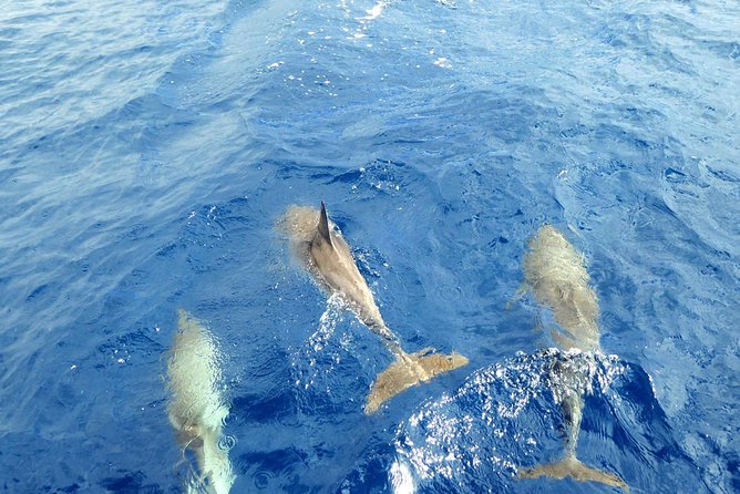 Luxury Opera 60 Whale & Dolphin Watching Experience - Drinks, music, and the luxury feel