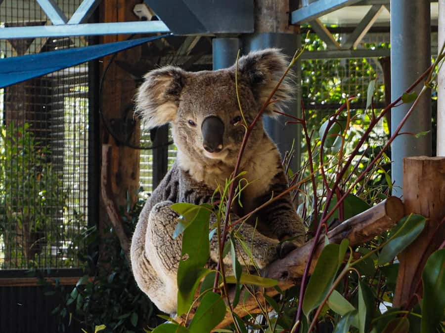 Roos, Blues & Views - Blue Mountains Day Tour w Lunch - Who should book Roos, Blues & Views?