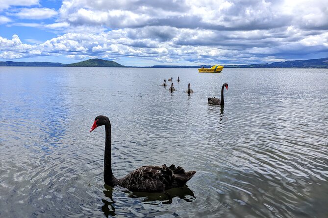 Rotorua: WaiOtapu & Redwood forest & Blues springs from Auckland - One hour among the Whakarewarewa redwoods