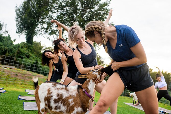Sunset Maui Goat Yoga with Live Music - Why this Maui activity is different