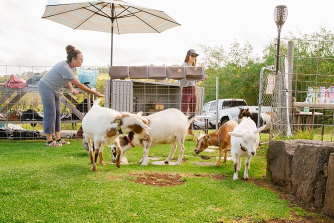 Sunset Maui Goat Yoga with Live Music - What happens during the 90-minute session