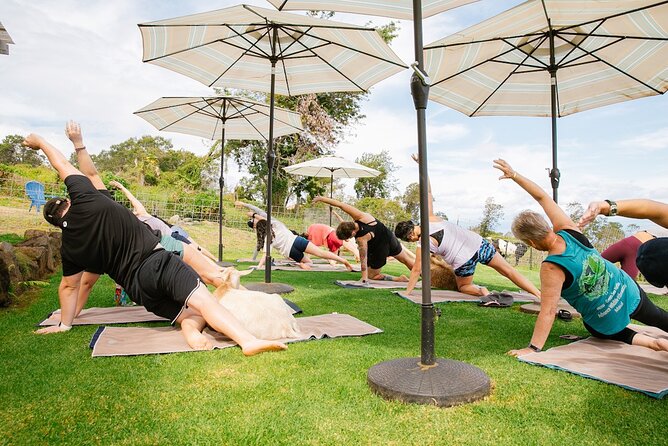 Sunset Maui Goat Yoga with Live Music - Goats, hooves, and the practical side of animal contact
