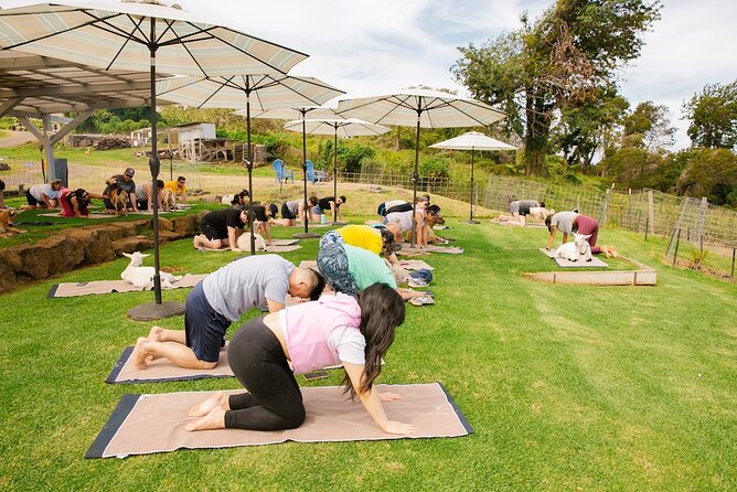 Sunset Maui Goat Yoga with Live Music - Live Hawaiian music changes the mood