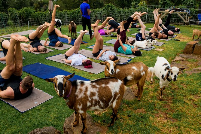 Sunset Maui Goat Yoga with Live Music - Sunset views near Haleakala country
