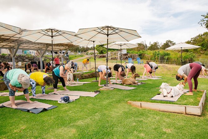 Sunset Maui Goat Yoga with Live Music - Is $69 a fair price?