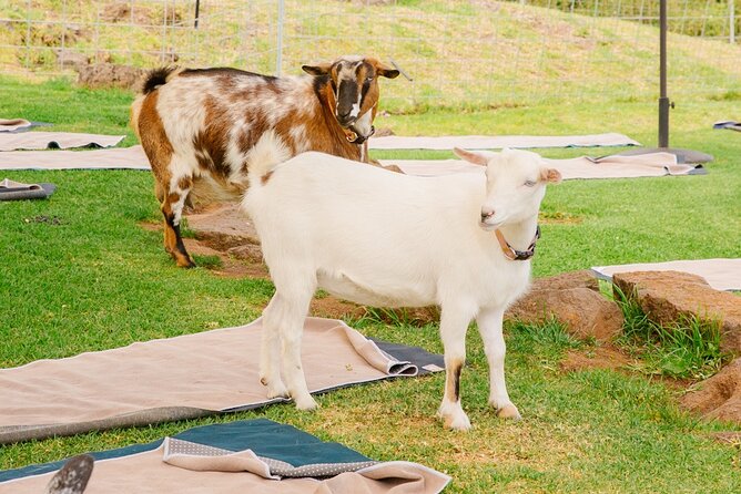 Sunset Maui Goat Yoga with Live Music - Who will enjoy this most?