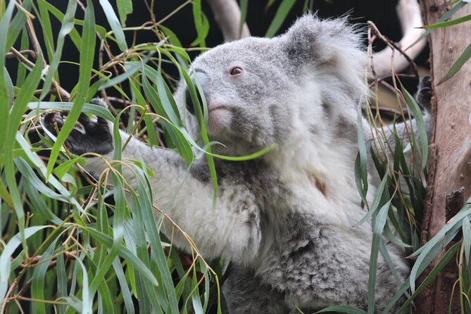 Sydney Opera House and Aussie Animals Private Tour - What Makes the Wildlife Stop Worthwhile